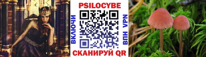 закладка  Армавир  Псилоцибиновые грибы Psilocybine cubensis 